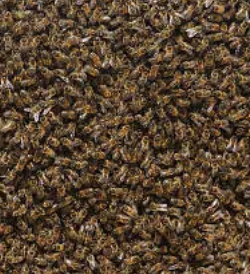12,000 BEES